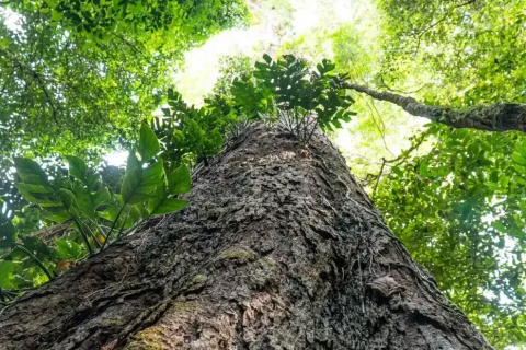Árvores gigantes da Amazônia podem ajudar a frear mudanças climáticas