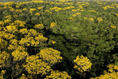 POLÍTICA AMBIENTAL