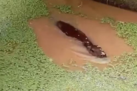VÍDEO: Capivara morre após quatro dias em tanque de estação de tratamento de Rio Branco