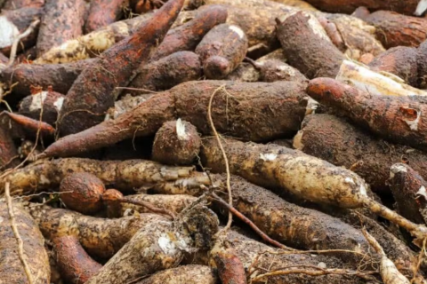 Puxada pelo cultivo de mandioca, produção agrícola cresce e passa de R$ 830 milhões em 2024 no Acre