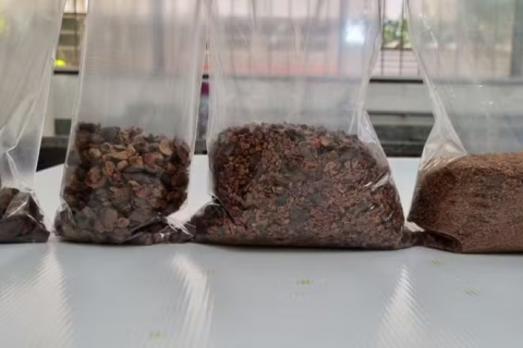 Projeto de alunos da Ufac registra patente de processo inovador para produção de nibs de cupuaçu