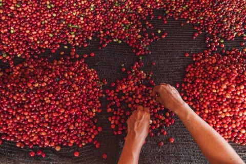 Governo, Embrapa e parceiros promovem cursos de cafeicultura online para produtores, técnicos e extensionistas